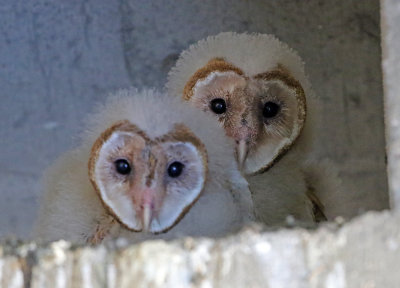 Barn Owl 2018-07-31