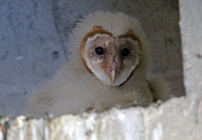 Barn Owl 2018-07-31