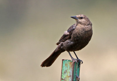 Brewer's Blackbird 2018-07-29
