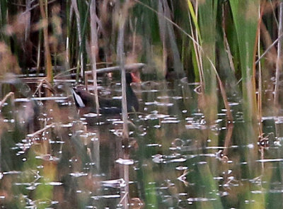 Common Moorhen 2018-07-03