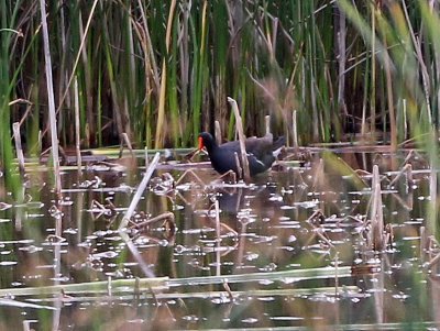 Common Moorhen 2018-07-03