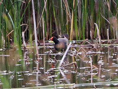 Common Moorhen 2018-07-03