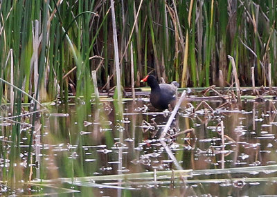 Common Moorhen 2018-07-03