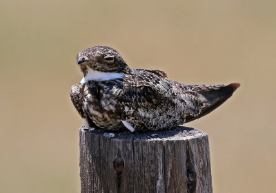 Common Nighthawk 2018-07-14