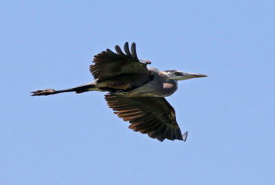 Great Blue Heron 2018-07-01