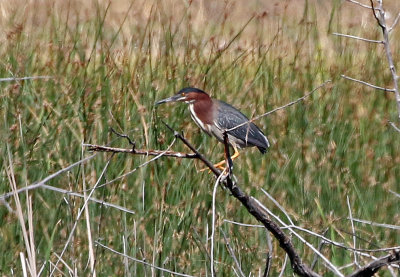 Green Heron 2018-07-14