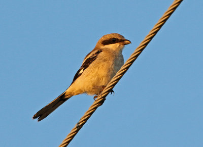 Loggerhead Shrike 2018-07-14