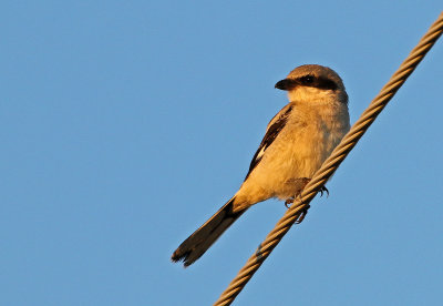 Loggerhead Shrike 2018-07-14