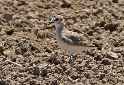 Mountain Plover 2018-07-14