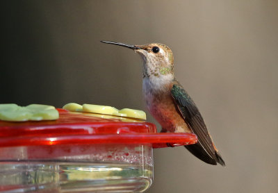 Rufous Hummingbird 2018-07-31