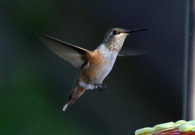 Rufous Hummingbird 2018-07-31