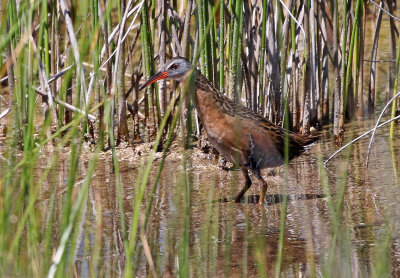 Virginia Rail 2018-07-01