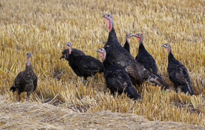 Wild Turkey 2018-07-26