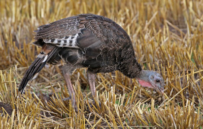 Wild Turkey 2018-07-26