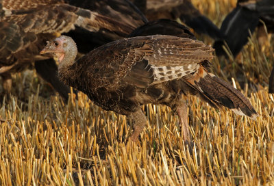 Wild Turkey 2018-07-26