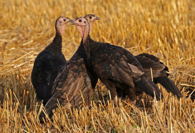 Wild Turkey 2018-07-26