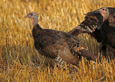 Wild Turkey 2018-07-26