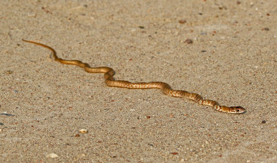 Coachwhip 2018-08-12