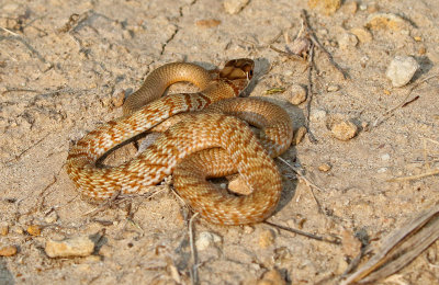 Coachwhip 2018-08-12