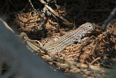 Colorado Checkered Whiptail 2018-08-13