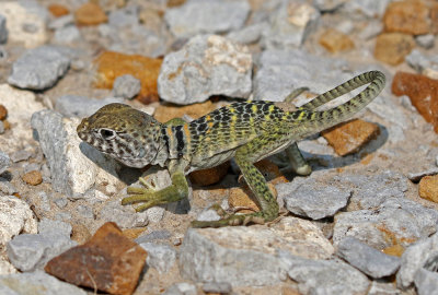 Eastern Collared Lizard 2018-08-12
