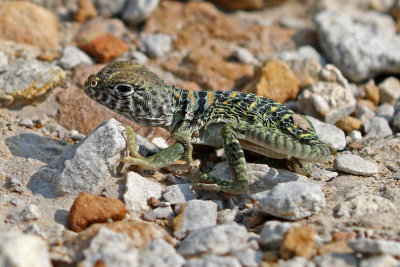 Eastern Collared Lizard 2018-08-12