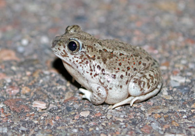 Hybrid Spadefoot 2018-08-12