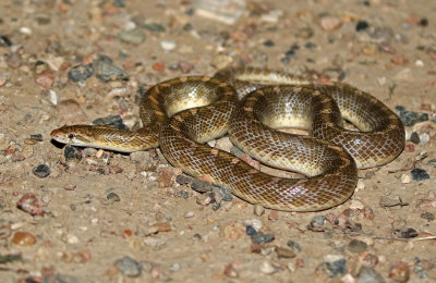 Kansas Glossy Snake 2018-08-12