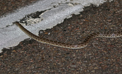 Kansas Glossy Snake 2018-08-12