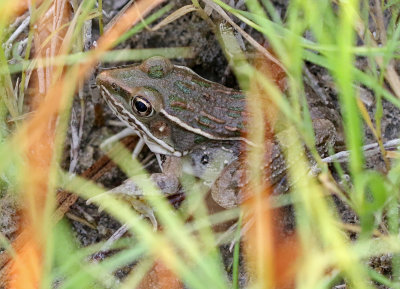 Plains Leopard Frog 2018-08-12