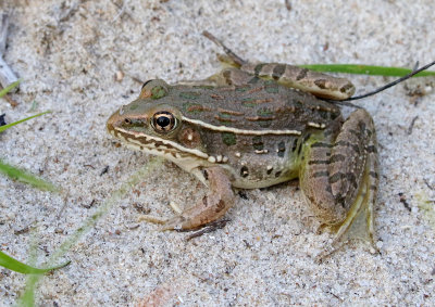 Plains Leopard Frog 2018-08-12