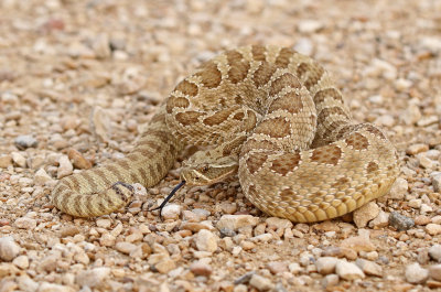 Prairie Rattlesnake 2018-08-12