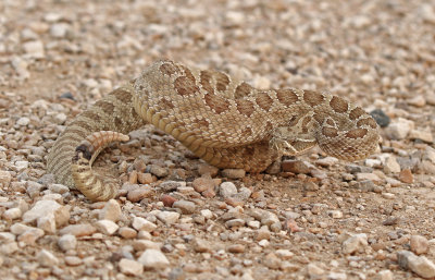 Prairie Rattlesnake 2018-08-12