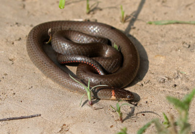 Prairie Ring-necked Snake 2018-08-12