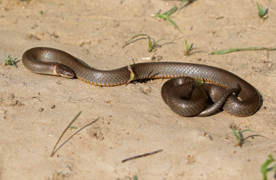 Prairie Ring-necked Snake 2018-08-12