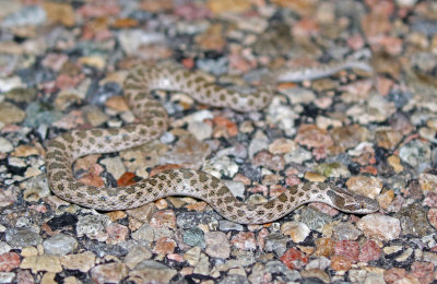 Texas Nightsnake 2018-08-12