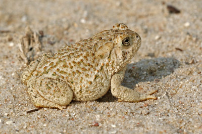 Woodhouse's Toad 2018-08-12