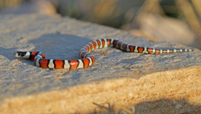 Central Plains Milksnake 2018-08-19