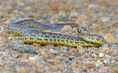 Eastern Yellow-bellied Racer 2018-08-19