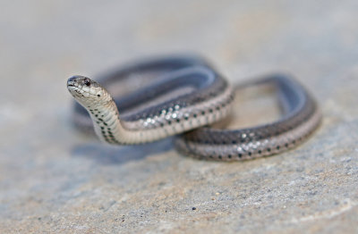 Lined Snake 2018-08-19