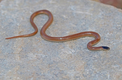 Plains Black-headed Snake 2018-08-19
