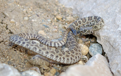 Prairie Rattlesnake 2018-08-19