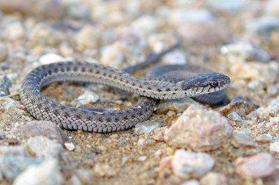 Wandering Gartersnake 2018-08-19