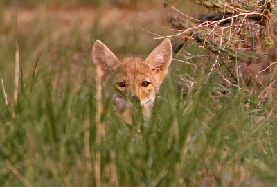 Coyote 2018-08-12