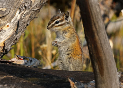 Least Chipmunk 2018-08-20
