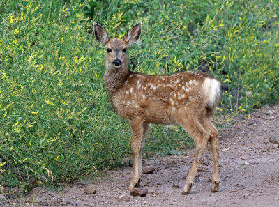 Mule Deer 2018-08-20