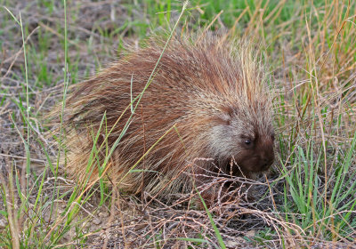 North American Porcupine 2018-08-12