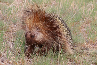 North American Porcupine 2018-08-12