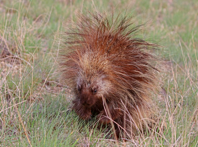 North American Porcupine 2018-08-12