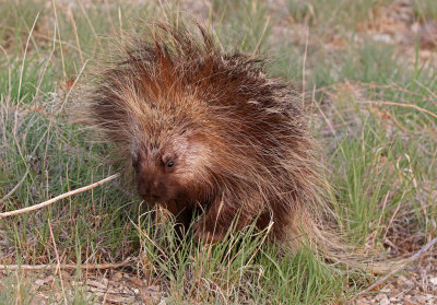 North American Porcupine 2018-08-12